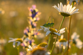 A grasshopper on a daisy flower. - PhotoDune Item for Sale
