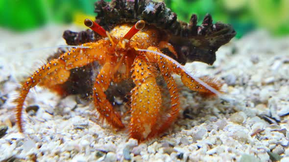 Beautiful Hermit Crab