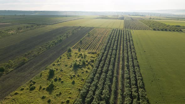 Cinematic  Aerial View Landscape Orchard with Agricultural Fields Around