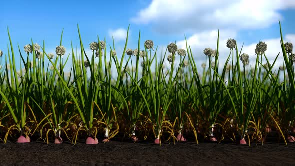 Onion Farm