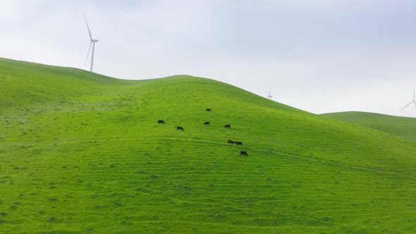 Farm Animals on Green Hills Landscape with Wind Turbine Power Stations at Summer