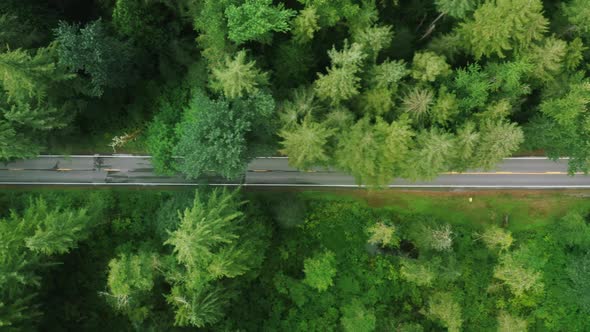 Aerial  Cars Driving Scenic Mount Baker Highway in Bright Green Pine Forest