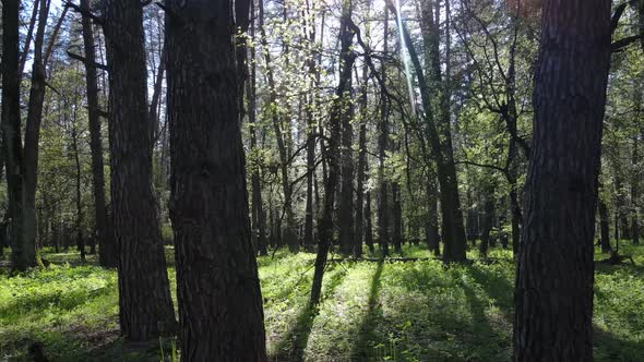 Green Forest During the Day Aerial View