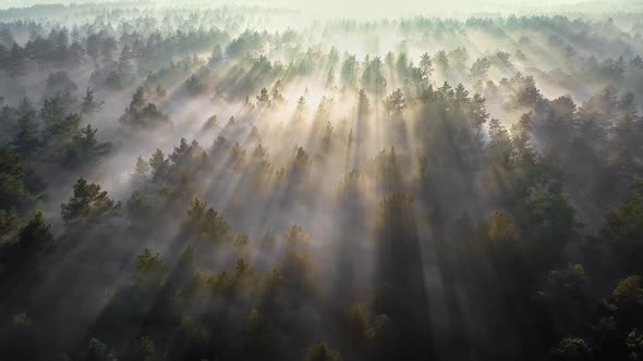 Flight Over the Foggy Forest To Meet the Dawn. Thick Fog Enveloped Pine Forest and the Warm Rays of