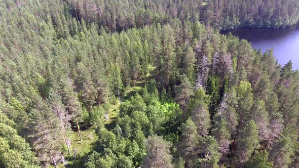 Drone view of an electric line in the middle of the Finnish wilderness.