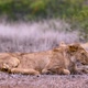 African lion in Kruger National park, South Africa - VideoHive Item for Sale