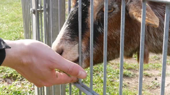 Male Hand Feeding Brown Goat with Green Leaf Through Fence at Zoo