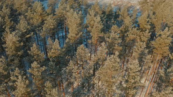 Beautiful Snowy White Forest In Winter Frosty Day