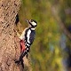 Forest Ambience with Woodpecker