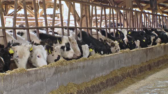 Group of cows eat hay in the barn, milk production