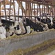 Group of cows eat hay in the barn, milk production - VideoHive Item for Sale