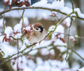 Sparrow sitting on the twig of a snow covered tree - PhotoDune Item for Sale