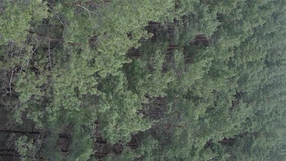 Vertical Video of Green Pine Forest By Day Aerial View