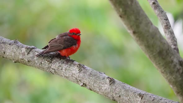 Puffy little male scarlet flycatcher, pyrocephalus rubinus perched on tree branch with sudden change