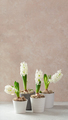 white hyacinth traditional winter christmas or spring flower on beige background - PhotoDune Item for Sale