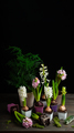 planting winter or spring flowers hyacinth on black backgroung, gardening concept - PhotoDune Item for Sale