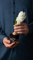 man gardener planting winter or spring flowers hyacinth on black background - PhotoDune Item for Sale