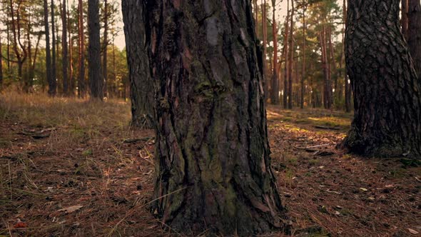 Panorama Autumn Forest Beautiful Nature in Fall