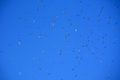 Flock of seagulls in blue sky - PhotoDune Item for Sale