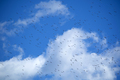 Flock of seagulls in blue sky - PhotoDune Item for Sale