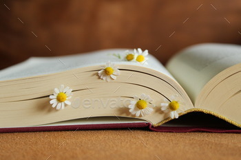 Flowers blooming between the pages of a book