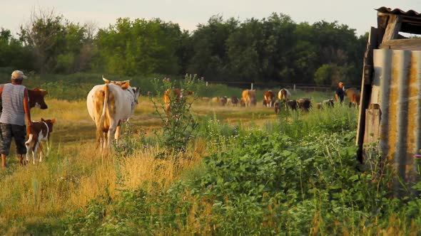 Cows in the pasture.Cows and sheep graze on the field. Herd of cows at sunset.