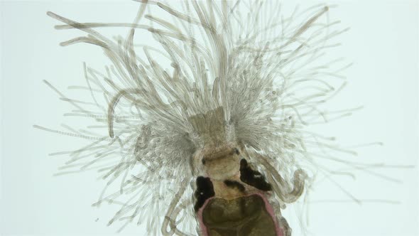 Worm Polychaeta of Family Terebellidae Under the Microscope Phylum Annelida