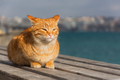 A red tabby cat sleeps against the background of the sea. - PhotoDune Item for Sale