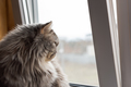 A fluffy Scottish cat looks out the window. - PhotoDune Item for Sale