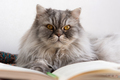 A furry Scottish cat is lying with a book. A book and a closer look. - PhotoDune Item for Sale