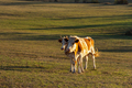 Two red-and-white cows stand in a meadow and look at the camera - PhotoDune Item for Sale