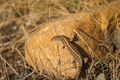 Lizard brown stone. - PhotoDune Item for Sale