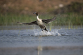 Northern pintail bird take off - PhotoDune Item for Sale