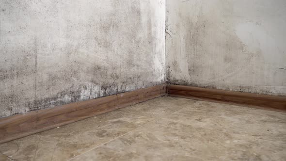 A black fungus in form of mold grows and spreads on a white wall in apartment.