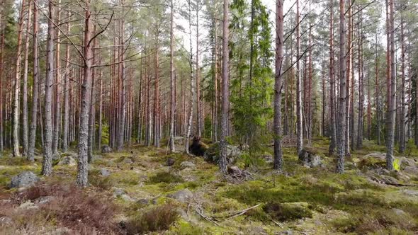 Coniferous forest in south east Sweden, turning left