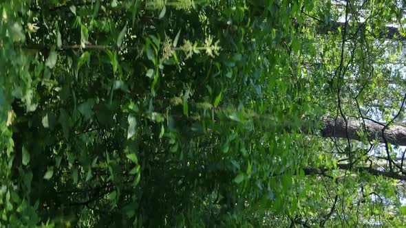 Vertical Video Aerial View Inside a Green Forest with Trees in Summer