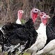 Turkeys