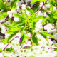 Springtide