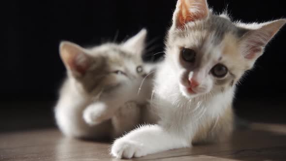 Two Little Kittens Playing