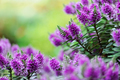 Beautiful veronica flowers close up - PhotoDune Item for Sale