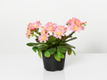 Pot with lewisia flowers - PhotoDune Item for Sale