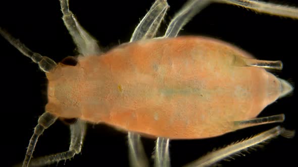 Aphid Under a Microscope, an Insect Living on Leaves of Trees and Shrubs, Feeds on Plant Sap