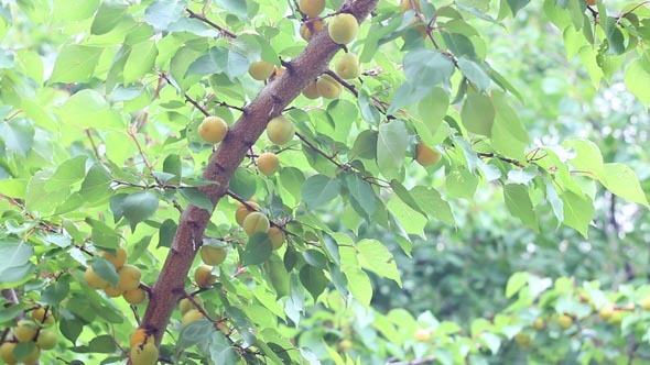 Apricots 1 alt