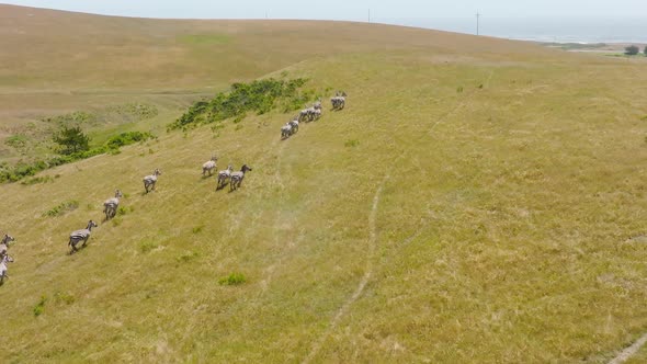 Wild Animals Running Together in Wilderness Nature with Scenic Landscape Panoram