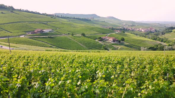 Vineyards Agriculture Cultivation in Barolo, Langhe