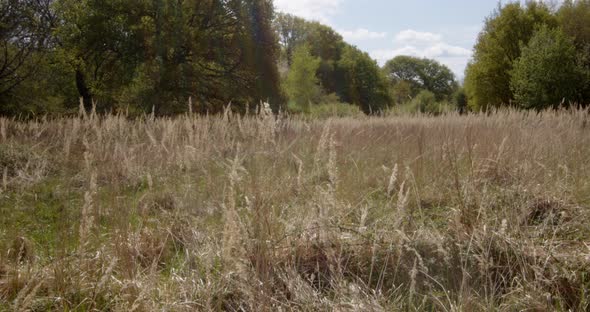 spring woodland meadow with gentle breeze