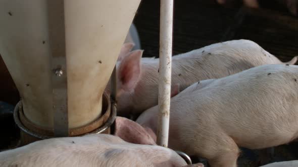 Close up shot of young piglets eating from a feeding trough in a pig pen