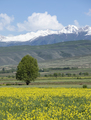 Beautiful landscape of flowers and snow covered mountains in Kyrgyzstan. - PhotoDune Item for Sale