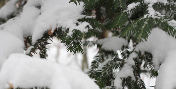 Pine Tree With Snow 02 alt