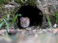 Vole In A Wall - PhotoDune Item for Sale